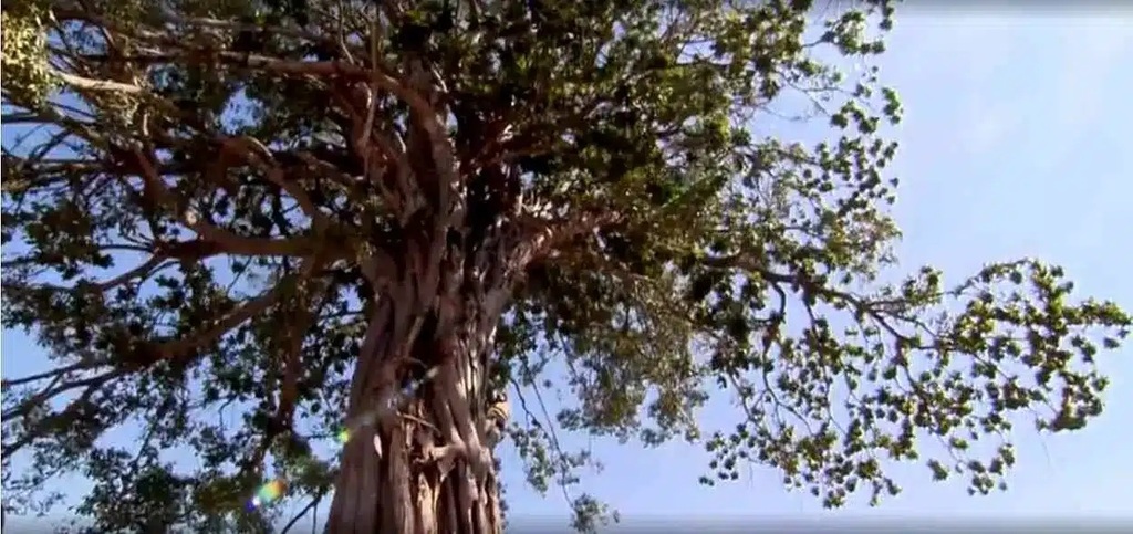 O caso das três gameleiras