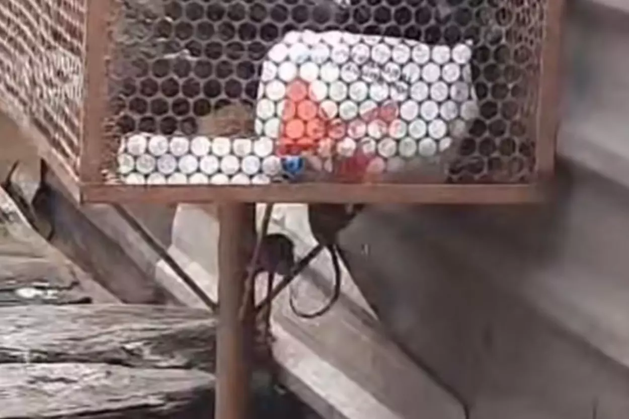 “Isso é uma gangue”, diz moradora sobre infestação de ratos