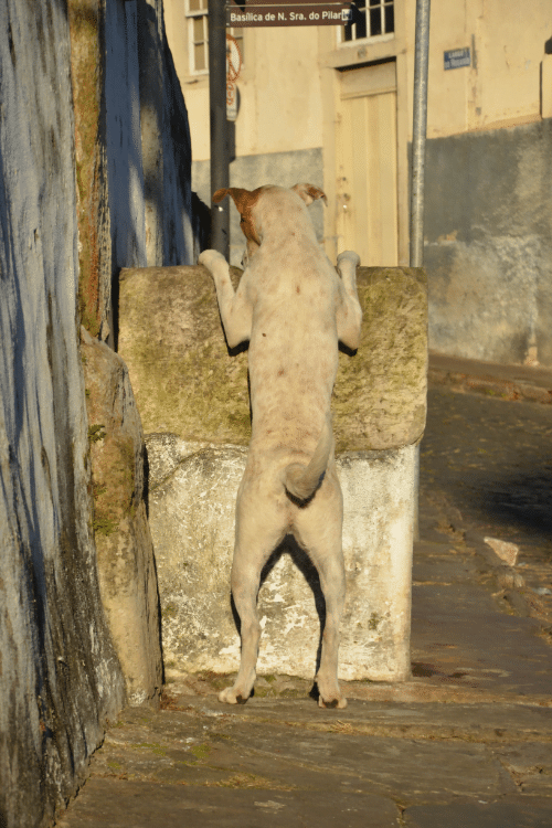 Cachorro buscando alimento em lixo próximo a Igreja de Nossa Senhora do Rosário dos Homens Pretos Foto: Agência Primaz