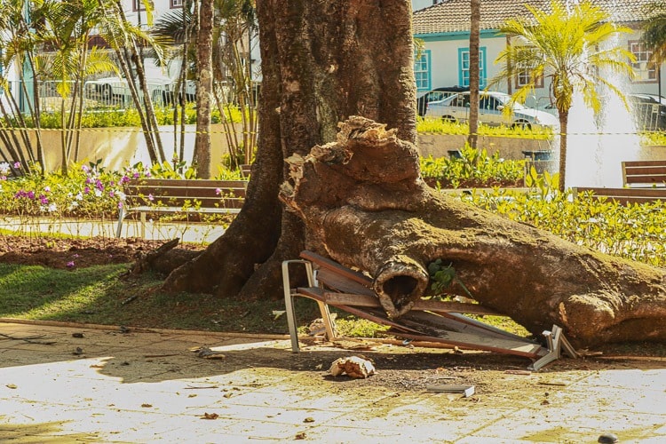 Com o Jardim fechado, queda do galho do flamboyant produziu somente danos materiais - Foto: Lui Pereira/Agência Primaz