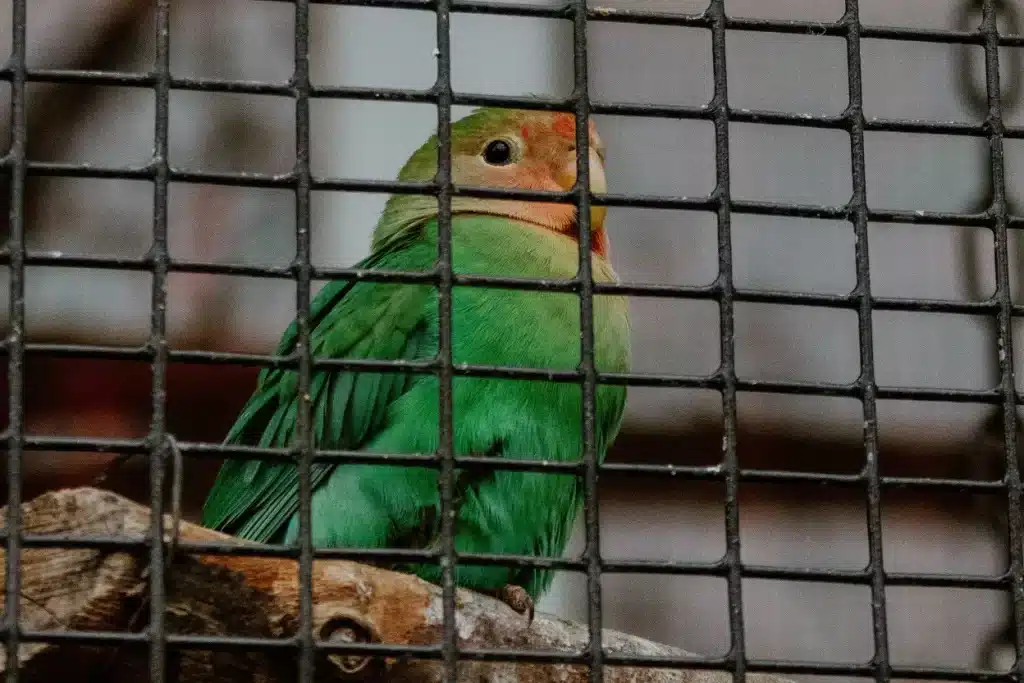 Pássaro, com cor predominante em verde, pousado em uma espécie de galho, dentro de uma gaiola