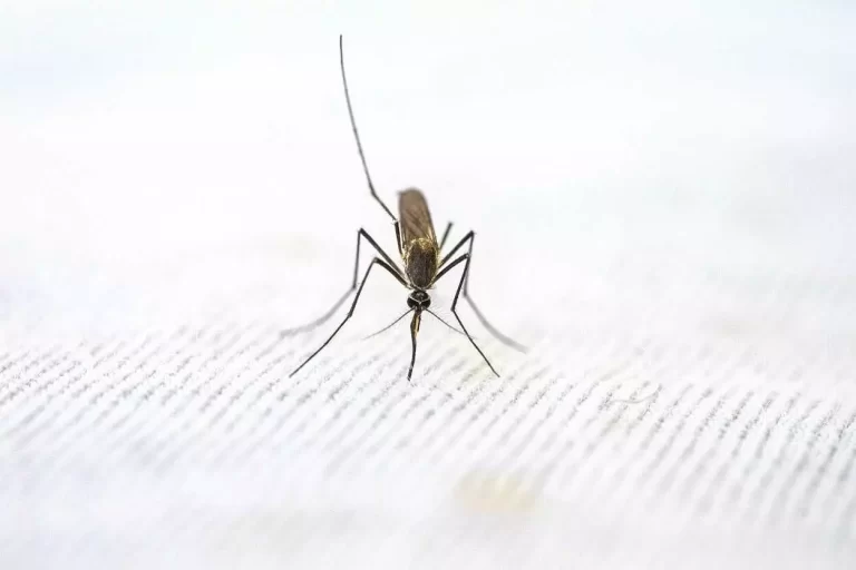 Em razão dos 749 casos confirmados da dengue, causada pelo mosquito Aedes Aegypti, Mariana decretou estado de emergência em saúde