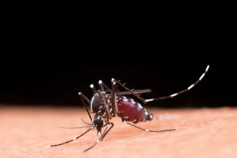 O mosquito Aedes aegypti é responsável pela transmissão da maioria de casos de arboviroses, sobretudo dengue e chikungunya