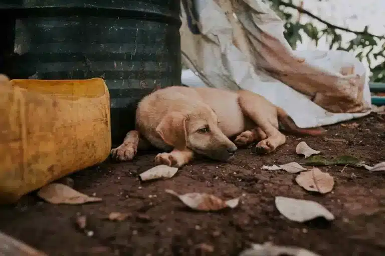 cão abandonado, capa da crônica "A grade"