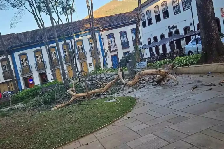 Queda de tronco da árvore nativa Angico Branco, com aproximadamente 10 metros de altura, ocorreu no Jardim, na tarde da última sexta-feira